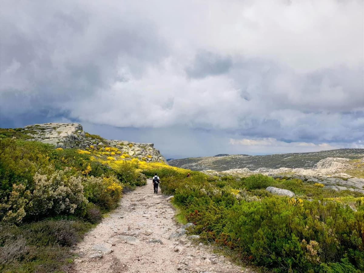 Um caminhante num carreiro de pedra por entre giestas em flor, com luz de tempestade atrás
